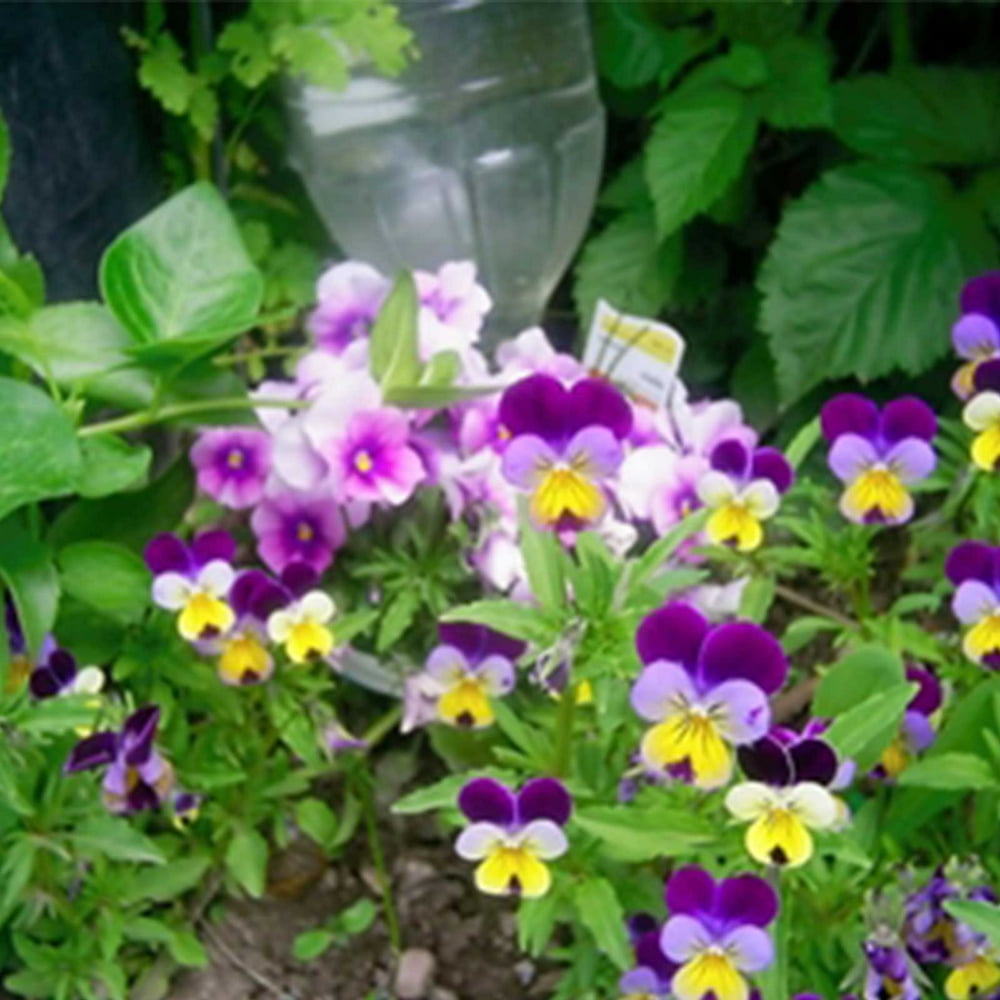 Johnny Jump Up (Helen Mount) Viola Flower Garden Seeds 1 Oz Annual Flower Gardening Seeds Johnny Jump Up (Helen Mount) Viola Flower Garden Seeds 1 Oz Annual Flower Gardening Seeds