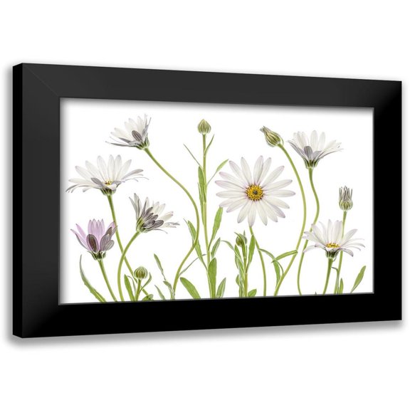 Disher, Mandy 18x13 Black Modern Framed Museum Art Print Titled - Cape Daisies
