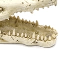 thumbnail image 6 of JUNTEX Aquarium Resin Decoration Alligator Skull Decor Hideouts Betta Cave Fish Tank Accessories for Hermit Crab Guppy, 6 of 6