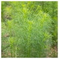 thumbnail image 3 of Everwilde Farms 1000 Cumin Herb Plant Seeds, Heirloom, 3 of 5