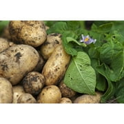 Simply Seed - Kennebec Potatoes - 5 LBS -No GMO - Order Now for Fall Planting