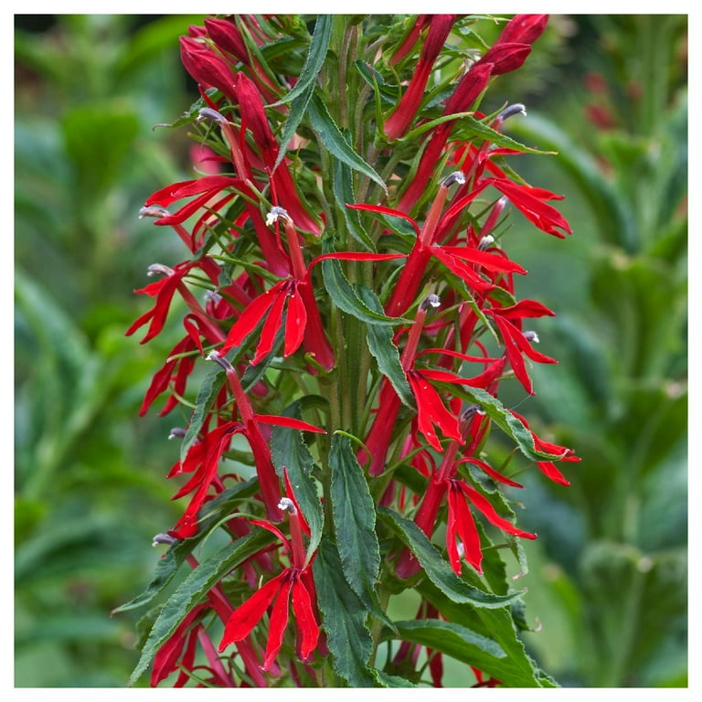 Everwilde Farms - 1 oz Cardinal Flower Native Wildflower Seeds - Gold Vault Bulk Seed Packet