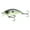 Jaint Juice, variant on 6th Sense Fishing Curve 55 Medium Diving Crankbait