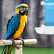 thumbnail image 4 of 1 dispensador de agua automático de plástico para pájaros., 4 of 6