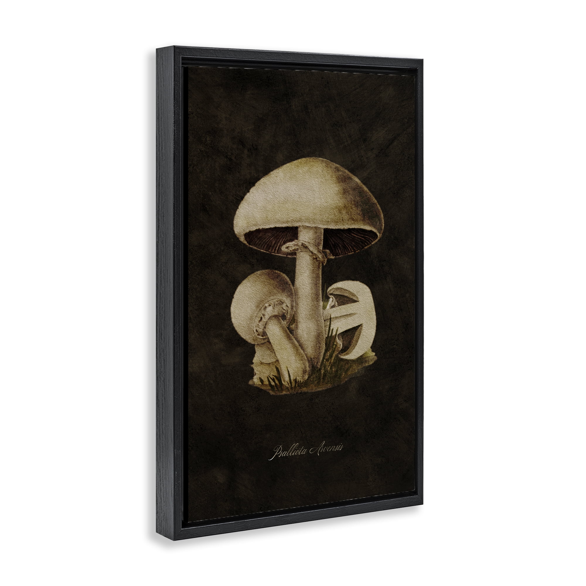 Stupell Industries Portobello Mushroom Study Plants & Flowers Painting Black Floater Framed Canvas Art Print Wall Art, 17 x 25