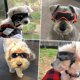 thumbnail image 2 of Dog Goggles Uv Waterproof Windproof Adjustable Dog Sunglasses Fashion Dog Goggles Suitable For Small And Medium Dogs (black), 2 of 5