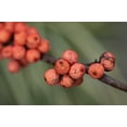 thumbnail image 2 of Erin Berzel 14x11 White Modern Wood Framed Wall Art Titled - Wild Berries II, 2 of 5