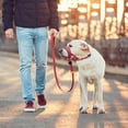 thumbnail image 7 of No Pull Dog Head Collar with Soft Padding for Easy Walking and Harness Training Control Solution, 7 of 7