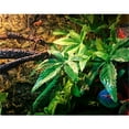 thumbnail image 4 of Famyfamy Simulation Plants Pet Feeding Green Hanging Leaves ,Climbing Feeder Box Decor For Aquarium Fish Fake Water Plants 30-50CM, 4 of 17