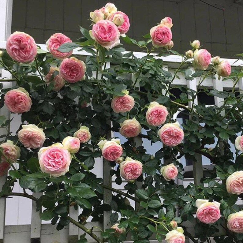 30 Seeds White Pink Eden Climbing Rose Seeds Perennial Non- Mix for Late Winter to Early Spring Planting