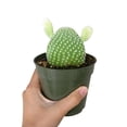 thumbnail image 6 of Angel's Wing Bunny Ear Cactus (4"+ Plastic Pot) - Live Healthy Cactus - Easy to Grow and Care Cactus Succulent, 6 of 10