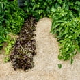 thumbnail image 4 of GardenStraw - Premium Wheat Straw Garden Mulch, 3 Cu ft, 4 of 8