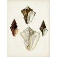 thumbnail image 2 of Sowerby, James 19x24 White Modern Wood Framed Museum Art Print Titled - Sowerby Shells V, 2 of 4