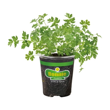 Bonnie Plants Flat Italian Parsley 19.3 oz.