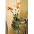 thumbnail image 4 of Super Moss (90430) 6" Diameter Kokedama Kit, The Original, 4 of 4