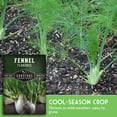thumbnail image 3 of Fennel Seeds - 5 Pack - Non-GMO Heirloom Full Sun Perennial Vegetable, 3 of 7