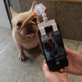 thumbnail image 5 of Pet Supplies Selfie Artifact Pet Toy Camera Lens Mobile Phone Clip, 5 of 5