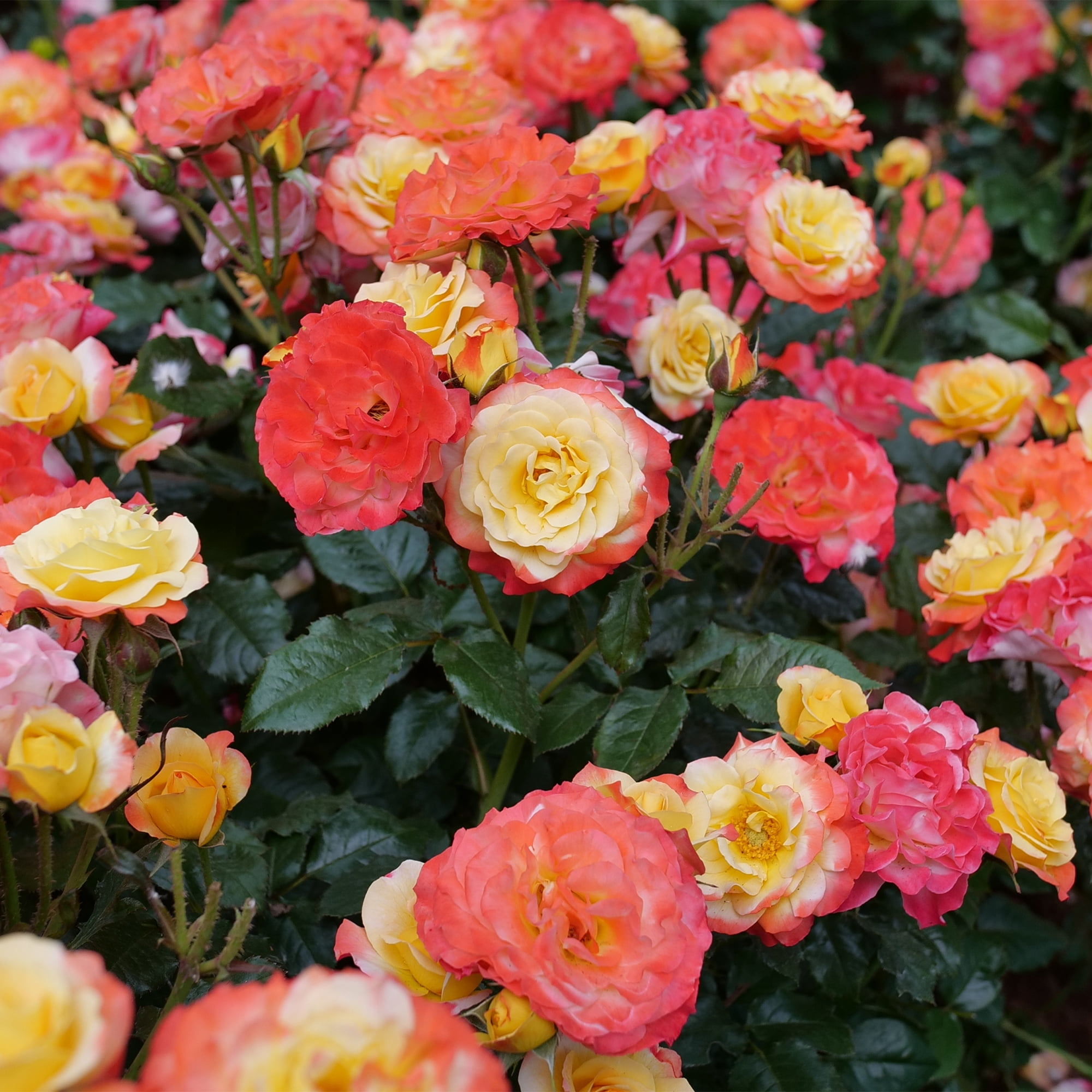 Proven Winners ColorChoice En Fuego Rose Live Shrub (2 Gallon)