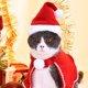 thumbnail image 4 of Disfraces navideños para mascotas, lindos conjuntos de disfraces navideños para gatos y cachorros (juego de 4 piezas) brillar Electrónica, 4 of 5