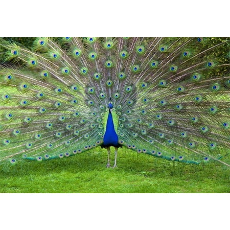 Image of 7x5ft Beautiful Peacock Show Off Backdrop Common Peafowl Expanded Feathers Out Photography Background Kid Baby Girl Child Artistic Portrait Photo Studio Props Video Drape