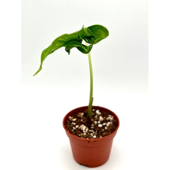 Teletuby Alocasia - 1 Live Plant in a 4 Inch Pot - Alocasia Teletuby - Compact Textured Sculptural Houseplant
