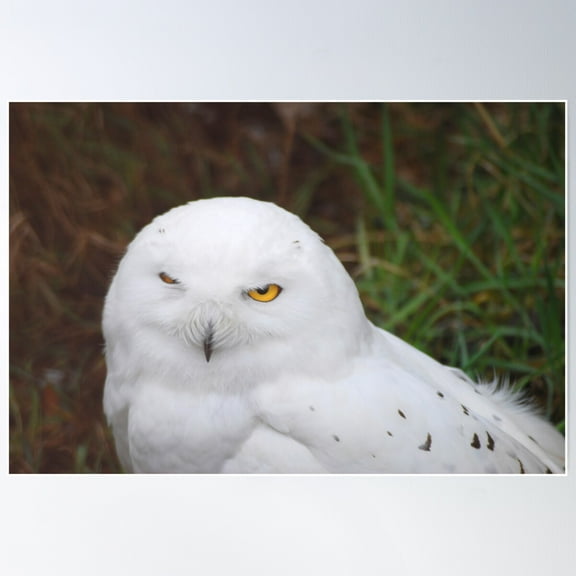 Snowy Owl Poster Wall Art, Modern Wall Decor For Living Room Bedroom, 8x12 UNFRAMED