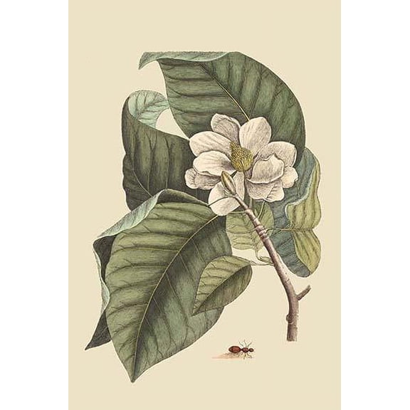 Magnolia-Fine Art Canvas Print (20" x 30")
