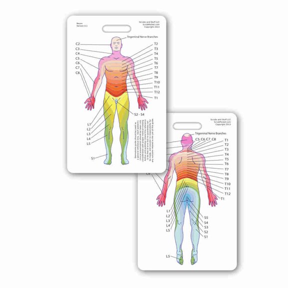 Guía de dermatoma (pack de 5) – Scrubs and Stuff LLC