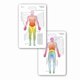 thumbnail image 1 of Guía de dermatoma (pack de 5) – Scrubs and Stuff LLC, 1 of 1