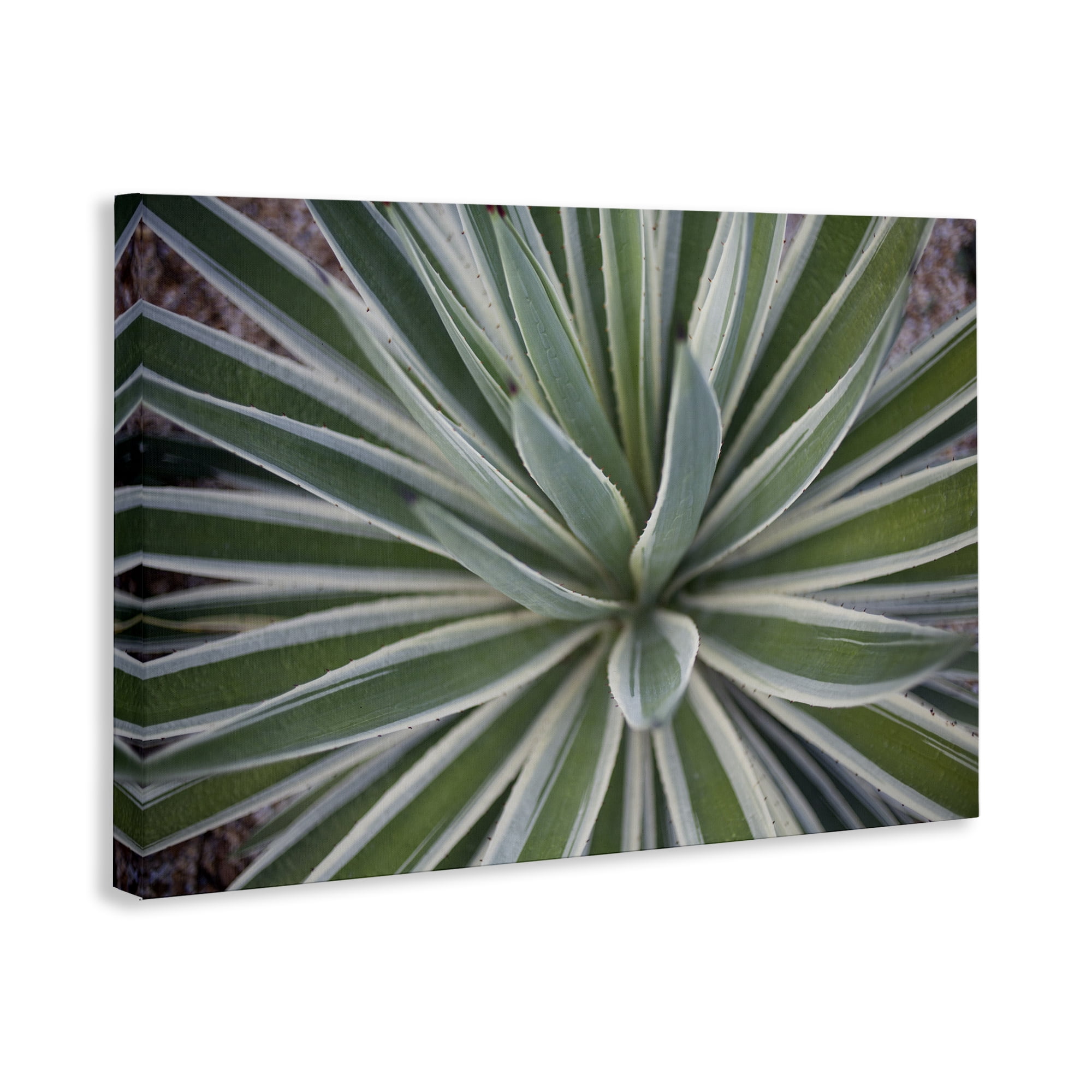 Stupell Industries Centric Succulent Leaves Botanical & Floral Photography Gallery Wrapped Canvas Art Print Wall Art, 24 x 16