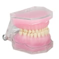 thumbnail image 2 of Modelo de diente de resina desmontable, estándar, para estudio, enseñanza, implante, modo dental para práctica docente., 2 of 14