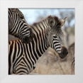 thumbnail image 3 of Dana Underdahl 26x26 White Modern Wood Framed Wall Art Titled - Zebra Baby I, 3 of 5