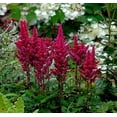 thumbnail image 2 of Visions in Red Astilbe - Shade Perennial - Live Plant - Gallon Pot, 2 of 2