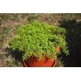 thumbnail image 2 of 3000 SAVORY SUMMER Satureja Hortensis Herb Flower Seeds, 2 of 3