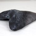 thumbnail image 3 of Master Replicas Group MR-MRP-MT Premium Fossil Replicas - Megalodon Tooth with Case, 3 of 4