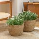 thumbnail image 3 of (3 paquetes) Cesta para plantas de césped, maceta para flores marinas, caché para decoración interior y exterior, cubierta para maceta, contenedores para plantas, Natural, 3 of 4