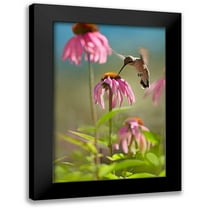 Fitzharris, Tim 11x14 Black Modern Framed Museum Art Print Titled - Black Chinned Hummingbird