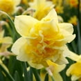 thumbnail image 3 of Dick Wilden Daffodil Flower Bulbs - 10 Bulbs per Pack - Deer Resistant - Good as Cut Flowers - Grows Well In Containers - Perennializing - Easy to Grow Live Plants - Outdoor Garden, 3 of 7