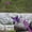 Purple, variant on Portable Pen Fishing Rod and Reel Combo Compact Travel Pole with Rotating Spool for Outdoor Anglers