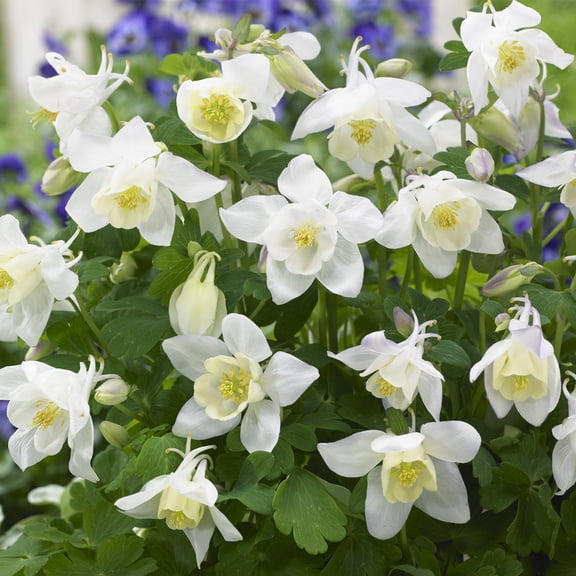 Van Zyverden Aquilegia Columbine White Barlow Set of 5 Plant Roots White Partial Sun Perennial Pollinator 1 lb