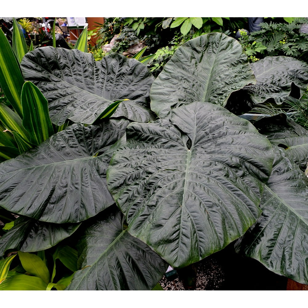 Black Serendipity Elephant Ears Plant - Alocasia -Huge Leaves