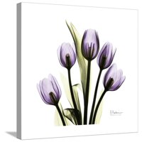 Purple Tulip Square, Botanical Gallery-Wrapped Canvas Print Wall Art by Albert Koetsier