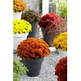 thumbnail image 6 of Better Homes & Gardens 2.5G Purple Mum Live Plant in Bushel Basket, 6 of 10
