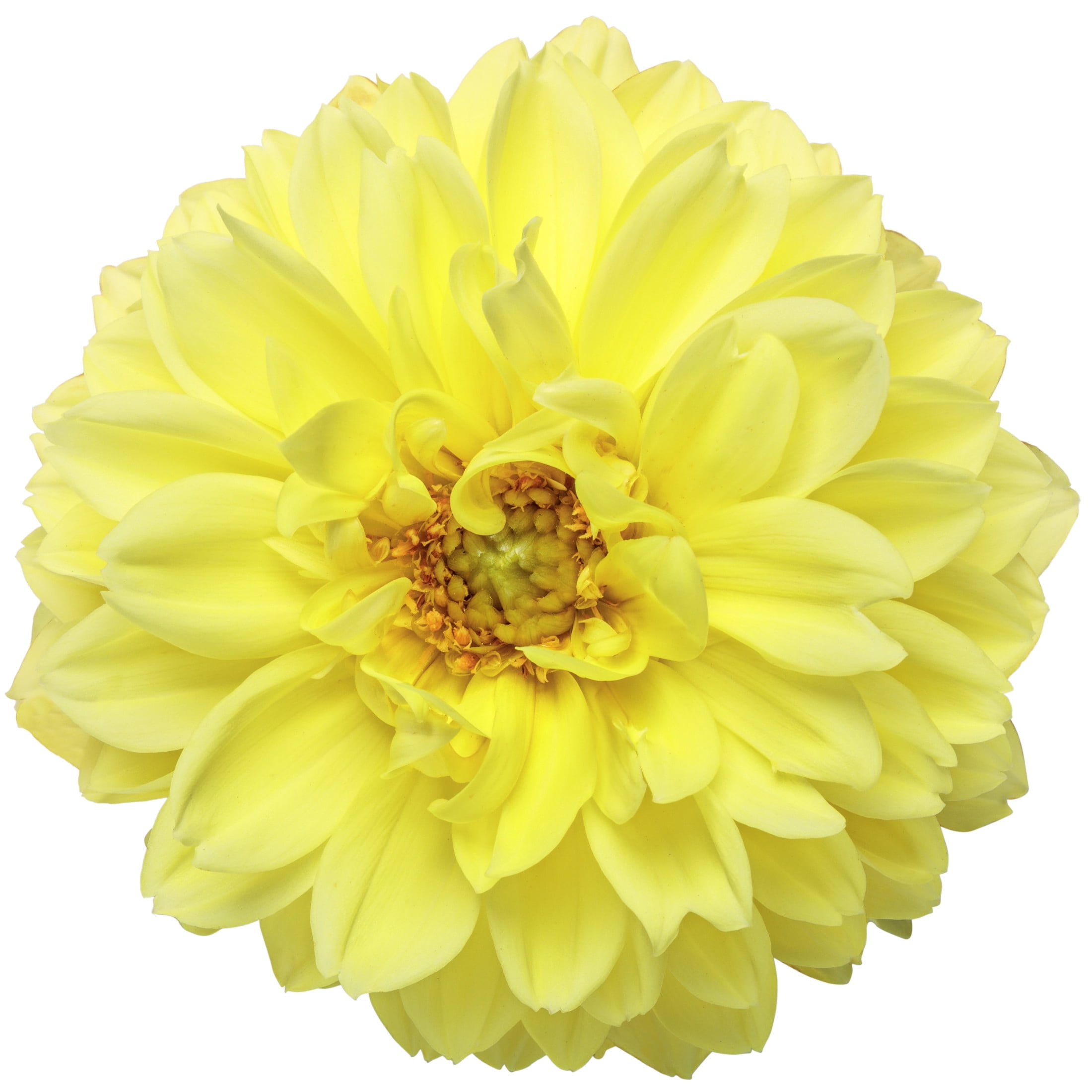 Proven Winners 8" Virtuoso Dayglo Yellow Dahlia Live Plant in 6.5" Pot