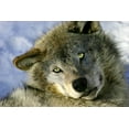 thumbnail image 2 of Resting Young Gray Wolf Wall Mural by Wallmonkeys Peel and Stick Graphic (24 in W x 16 in H) WM8242, 2 of 4