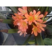 9EzTropical - Orange Fire Lily - Clivia - 1 Plant - 6 or More Leaves - 1 Gal Pot