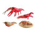 thumbnail image 4 of Figuras de animales Zulema Juguete educativo preescolar Estilo B, 4 of 8