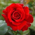 thumbnail image 2 of Van Zyverden Roses Mister Lincoln Set of 3 Plant Roots Red Partial Sun Flowering 9 lbs, 2 of 6