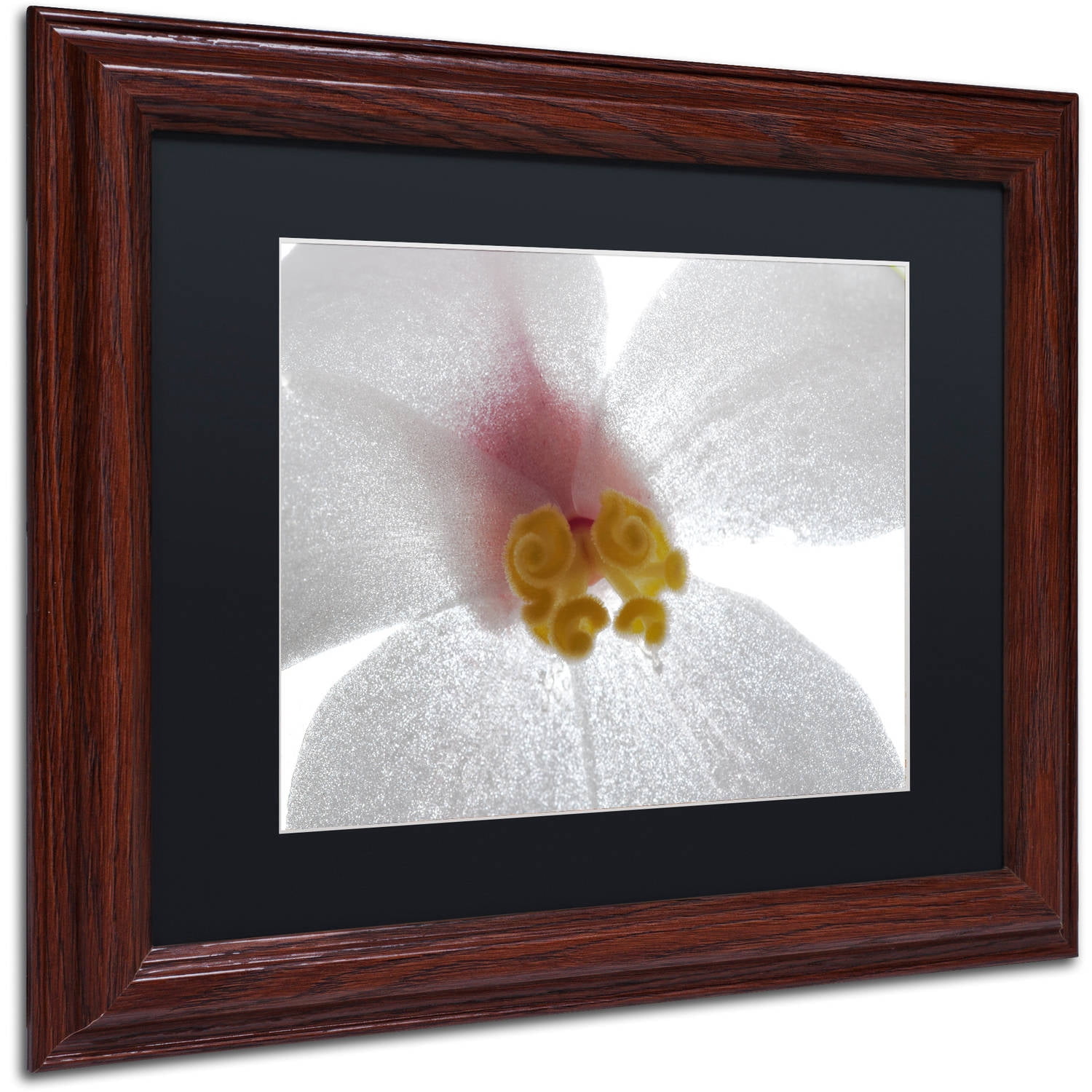 Trademark Fine Art "Escargo Begonia Flower" Canvas Art by Kurt Shaffer, Black Matte, Wood Frame