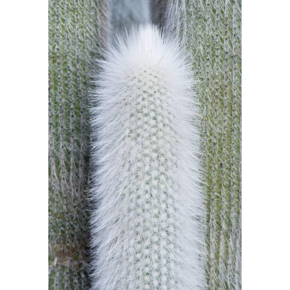 Old Man Cactus Cephalocereus Senilis, Unframed Photographic Print Wall Art by Rob Tilley Sold by ArtCom